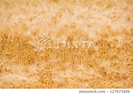 Fully ripened barley Fully ripened barley 127673898