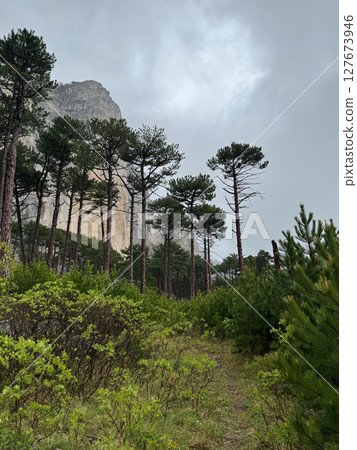 mountain scenery and green forest from the top of the cliff 127673946