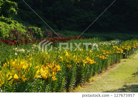 Yellow lily 127673957
