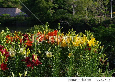 Lily flower 127673958