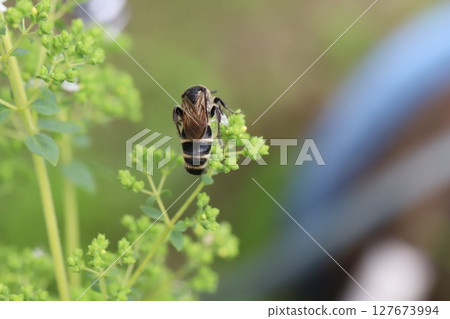 A small longhorn wasp sucking nectar from oregano flowers blooming in a spring garden A small longhorn wasp sucking nectar from oregano flowers blooming in a spring garden 127673994