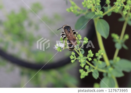 A small longhorn wasp sucking nectar from oregano flowers blooming in a spring garden 127673995