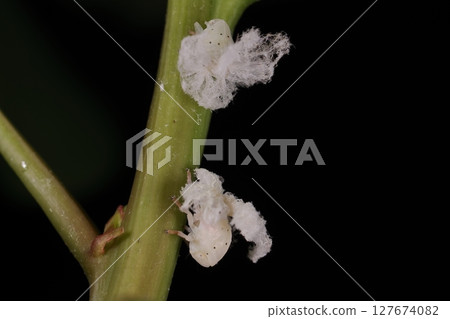 Living creatures, insects, Chinese grasshopper, young larvae. Pale-white body with black spots and curly waxy fluff. Living creatures, insects, Chinese grasshopper, young larvae. Pale-white body with black spots and curly waxy fluff. 127674082