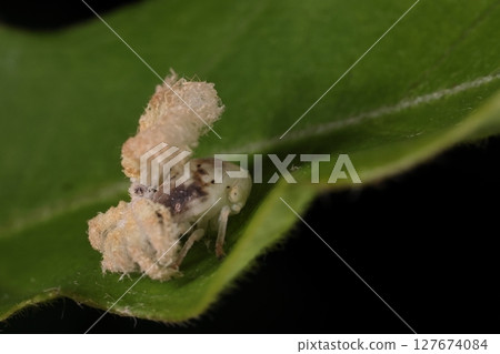 活物，昆蟲，中國蚱蜢，老幼蟲（可能）。身上有很多褐色部分。 127674084