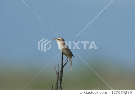 Koyoshikiri stopping in branches Koyoshikiri stopping in branches 127674259