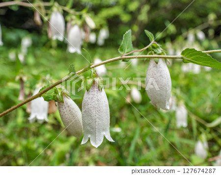 Bellflowers blooming in early summer Bellflowers blooming in early summer 127674287