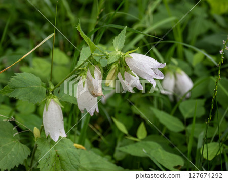 Bellflowers blooming in early summer Bellflowers blooming in early summer 127674292
