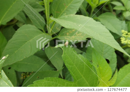 Ragweed beetle on a leaf 127674477