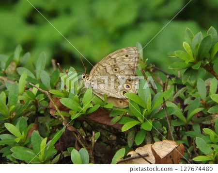 A Satyridae resting on a leaf A Satyridae resting on a leaf 127674480