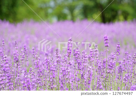 薰衣草花 薰衣草花 127674497