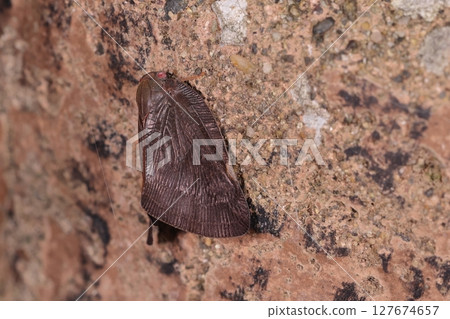 Living creatures, insects, Chinese grasshoppers, adult. Shiny dark brown wings, light colored markings on the edges of the wings. Living creatures, insects, Chinese grasshoppers, adult. Shiny dark brown wings, light colored markings on the edges of the wings. 127674657