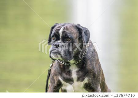 beautiful 3 years old purebred golden brown german boxer dog puppy jumping playing outdoor shooting beautiful 3 years old purebred golden brown german boxer dog puppy jumping playing outdoor shooting 127674710