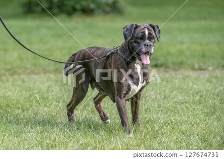 beautiful 3 years old purebred golden brown german boxer dog puppy jumping playing outdoor shooting beautiful 3 years old purebred golden brown german boxer dog puppy jumping playing outdoor shooting 127674731