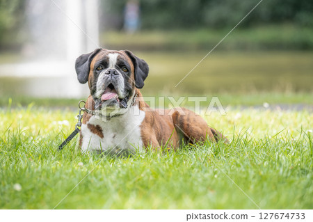 beautiful 3 years old purebred golden brown german boxer dog puppy jumping playing outdoor shooting beautiful 3 years old purebred golden brown german boxer dog puppy jumping playing outdoor shooting 127674733
