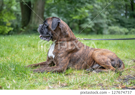beautiful 3 years old purebred golden brown german boxer dog puppy jumping playing outdoor shooting 127674737