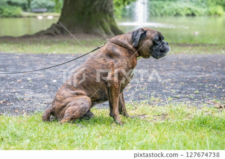 beautiful 3 years old purebred golden brown german boxer dog puppy jumping playing outdoor shooting 127674738