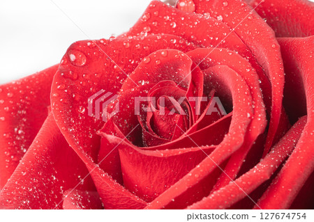 Close up of Red Rose Petals with Water Droplets forming on Soft Surface 127674754