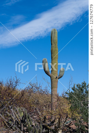 Large Saguaro Cactus Standing Tall in the Desert under Blue Sky 127674779