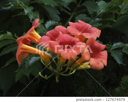 一簇喇叭花讓夏日花園更加明亮 127674979