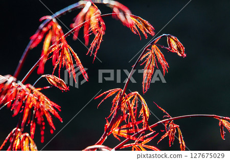 Idyllic red leaves of japanese maple 127675029