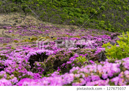 Miyamakirishi flowers blooming on Mount Heiji in the Kuju Mountains 127675037