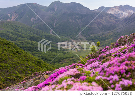 Miyamakirishi flowers blooming on Mount Heiji in the Kuju Mountains 127675038