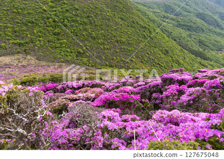 Miyamakirishi flowers blooming on Mount Heiji in the Kuju Mountains 127675048