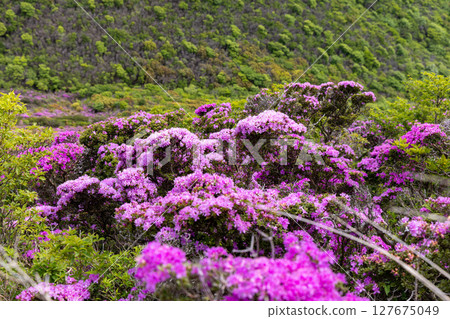Miyamakirishi flowers blooming on Mount Heiji in the Kuju Mountains 127675049
