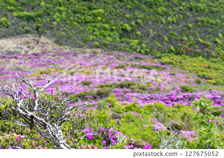 Miyamakirishi flowers blooming on Mount Heiji in the Kuju Mountains 127675052