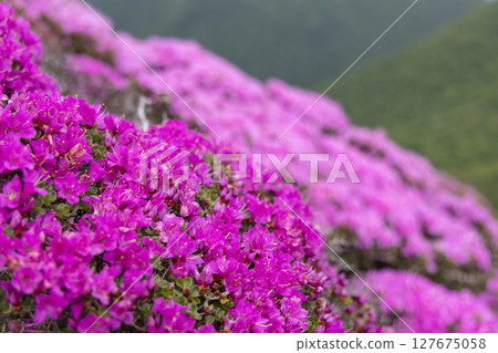 Miyamakirishi flowers blooming on Mount Heiji in the Kuju Mountains 127675058