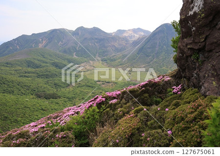 Miyamakirishi flowers blooming on Mount Heiji in the Kuju Mountains 127675061