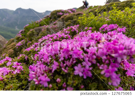 Miyamakirishi flowers blooming on Mount Heiji in the Kuju Mountains 127675065
