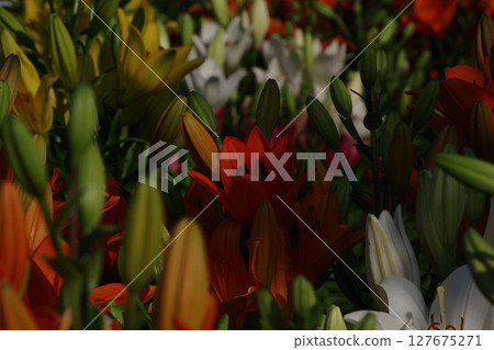 紅百合花 127675271