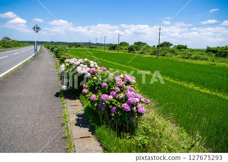  hydrangea 127675293