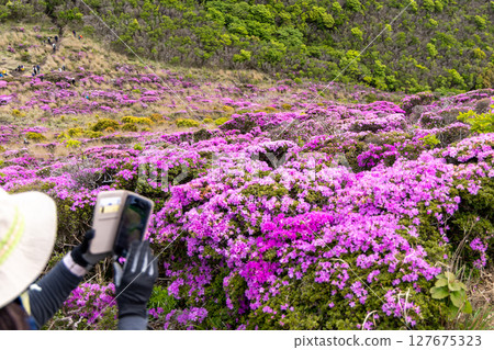 大分縣九重山脈平治山的「宮山霧花」盛開 127675323