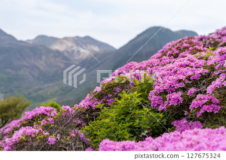 大分縣九重山脈平治山的「宮山霧花」盛開 127675324