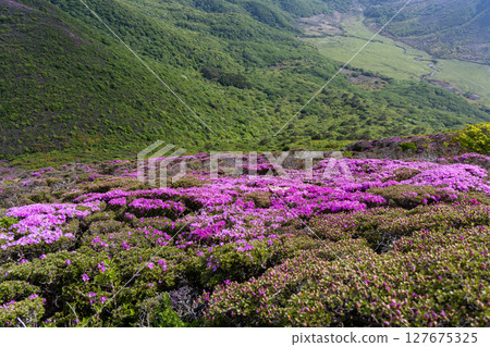Miyamakirishi flowers blooming on Mount Heiji in the Kuju Mountains, Oita Prefecture Miyamakirishi flowers blooming on Mount Heiji in the Kuju Mountains, Oita Prefecture 127675325