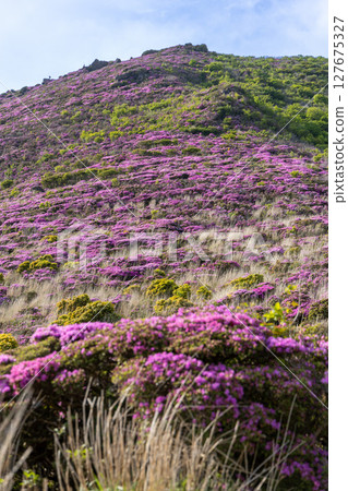 Miyamakirishi flowers blooming on Mount Heiji in the Kuju Mountains, Oita Prefecture 127675327