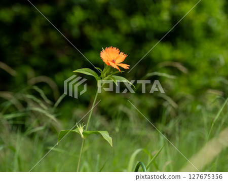雁皮仙奴 (Citrus gracilis) 在初夏開出鮮豔的橙色花朵。 127675356