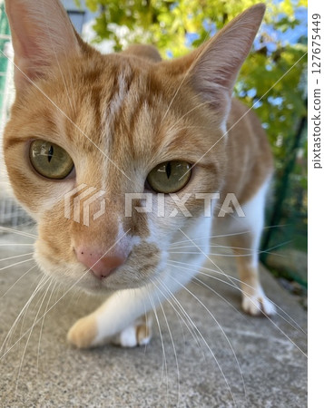 Cat looking at camera 127675449