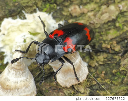 大正蘑菇 大正蘑菇 127675522