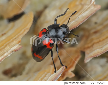 Taisho mushroom Taisho mushroom 127675526