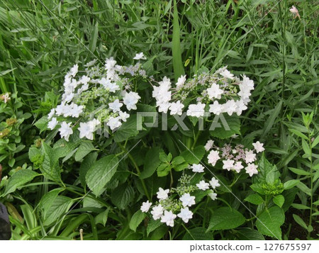 小島花卉協會的白色和藍色繡球花 127675597