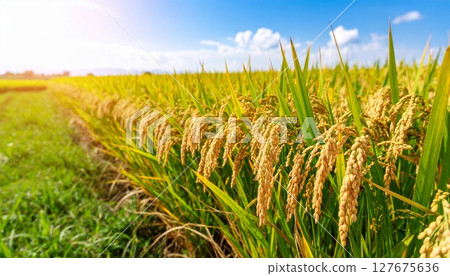 Rice early harvest Rice early harvest 127675636