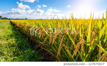Rice ear before harvest Rice ear before harvest 127675637