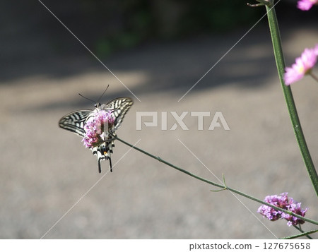 Swallowtails sucking flower nectar Swallowtails sucking flower nectar 127675658