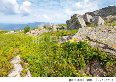 yellow dandelions in the grass among stones. carpathian mountain landscape with rocks on the hillside. highland of ukraine in summer. nature scenery with grassy alpine meadow 127675693
