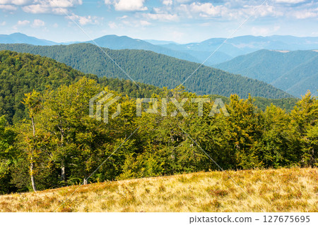 beech forest of carpathian mountain in summer. scenic view of a rolling scenery from the top of krasna ridge. blue sky with clouds 127675695