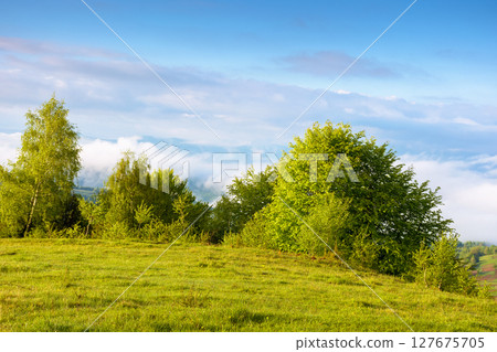 countryside mountain landscape with morning fog. alpine scenery of sunny transcarpathia under blue sky with clouds. forest behind the meadow on the edge of a hill. distant rural valley in mist 127675705