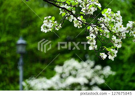 When the dogwood blooms When the dogwood blooms 127675845